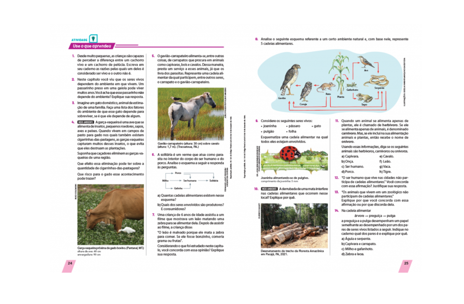 Seções com propostas diferenciadas
Trabalha o conteúdo de forma diferenciada nas seções "Organização de ideias - Mapa conceitual", "Use o que aprendeu" e "Explore diferentes linguagens".