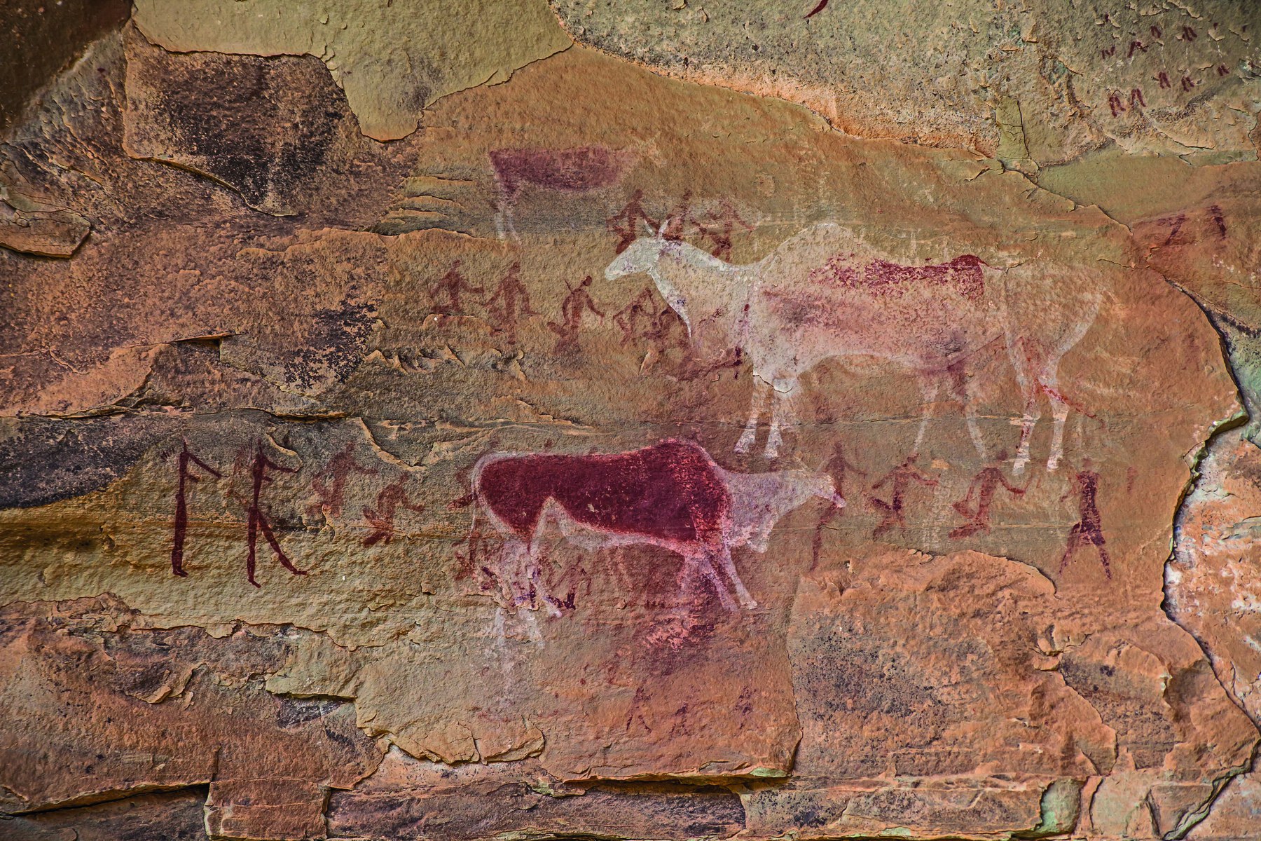 Fotografia. Pintura rupestre mostrando contornos de seres humanos em torno de bovinos.