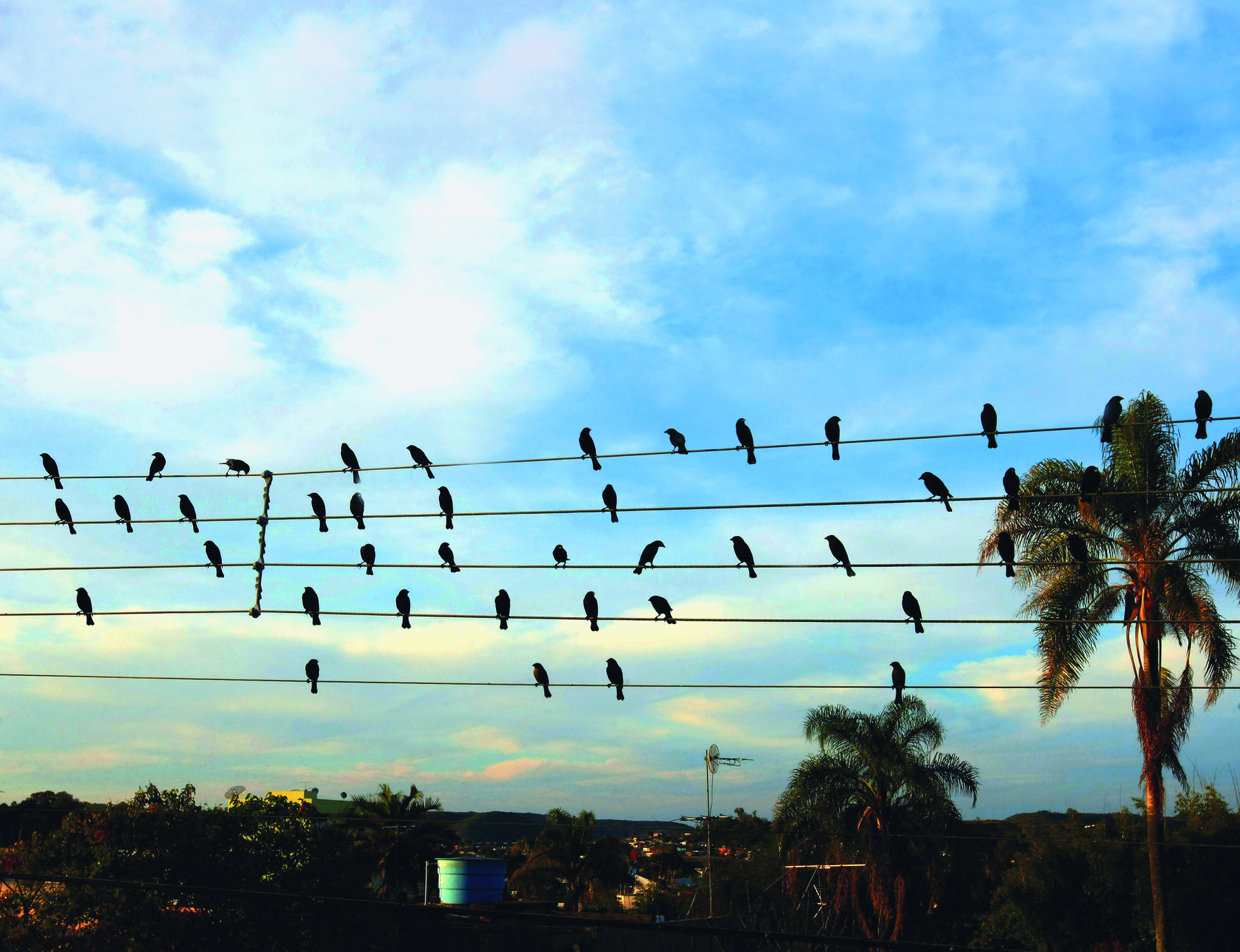 Fotografia. Vista de céu azul com nuvens brancas. Em primeiro plano, cinco fios elétricos e pássaros pousados neles, semelhantes a notas musicais em um pentagrama.