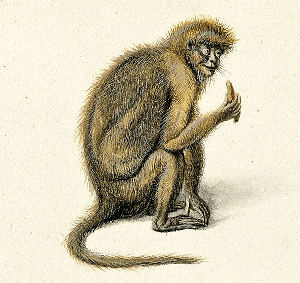 Pintura sobre grafite. Um macaco comendo. Ele está de lado e olha na direção de quem está observando a imagem.