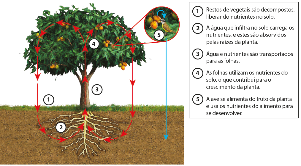 Esquema. Uma árvore com copa volumosa em uma área com grama. Há frutos alaranjados e uma ave sobre ela. Um esquema de setas vermelhas indica de forma cíclica um caminho das raízes, passando pelo tronco em direção às folhas e vice-versa.  Próximo ao solo, informação 1: Restos de vegetais são decompostos, liberando nutrientes no solo. Das raízes as setas seguem para cima pelo tronco da árvore, com a informação 2: A água que infiltra no solo carrega os nutrientes, e estes são absorvidos pelas raízes da planta. As setas sobem pelo tronco da árvore com a informação 3: Água e nutrientes são transportados para as folhas. As setas seguem até a copa da árvore com a informação 4: As folhas utilizam os nutrientes do solo, o que contribui para o crescimento da planta.  Da copa da árvore, sai um destaque em zoom para frutos e um pássaro, com a informação 5: A ave se alimenta do fruto da planta e usa os nutrientes do alimento para se desenvolver. Uma seta azul parte do fruto em direção à ave e outra seta azul da ave em direção ao solo.