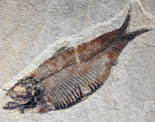 Fotografia do fóssil de um peixe. Ele está sobre uma rocha, com as espinhas à mostra.