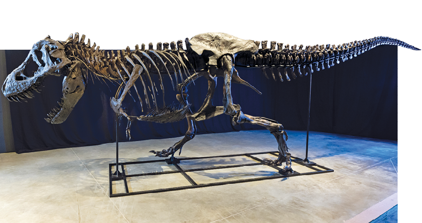Fotografia. Um esqueleto de um dinossauro. Ele está com duas pernas maiores no chão e as pernas dianteiras, menores, próximas ao corpo. A boca está aberta com dentes à mostra.