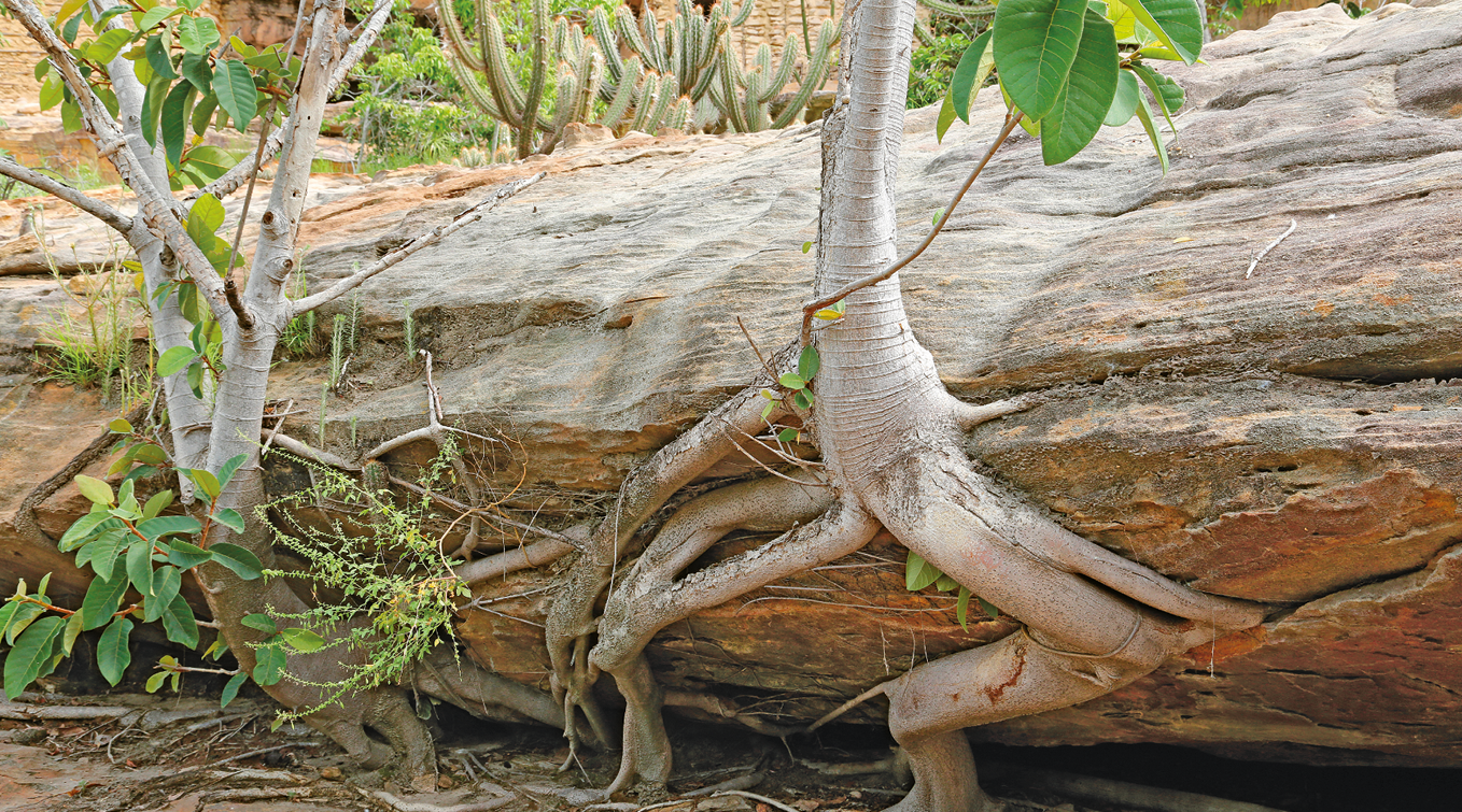 Fotografia. Um grande rocha horizontal, com raízes de árvores entremeadas nela. Ao fundo, vegetação.