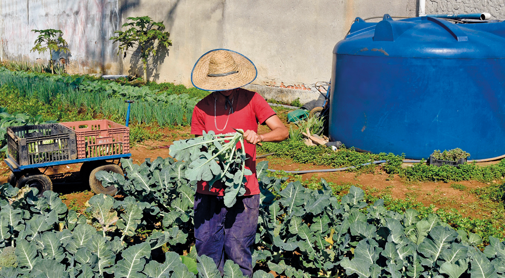 Fotografia. Um homem branco em pé, usando chapéu, segurando hortaliças. Ao redor dele, no chão, mais hortaliças. Ao fundo, um carrinho com cestas,  outros canteiros de plantações e uma grande caixa d'água redonda e azul.