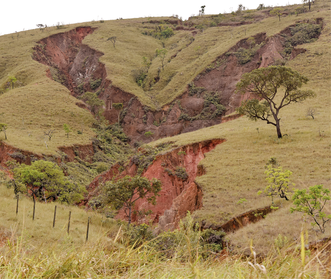 Fotografia de um terreno acidentado, irregular. Grande parte do solo está coberto por vegetação, mas há algumas áreas expostas, sem vegetação, parecendo rachaduras e buracos.