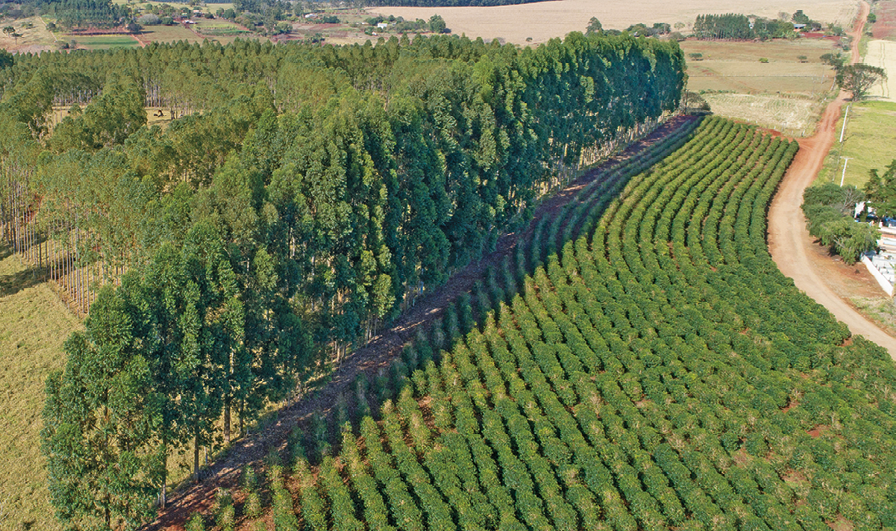 Fotografia. Vista aérea de uma grande área com uma plantação de uma única espécie em canteiros, do lado direito; do lado esquerdo grande quantidade de árvores altas.
