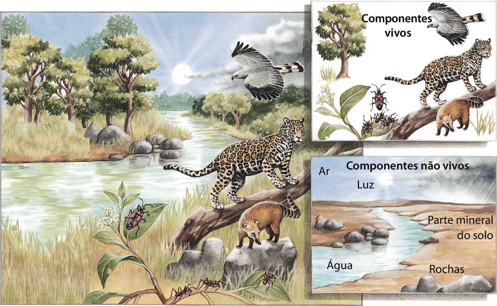 Ilustração. À esquerda, ambiente com muita vegetação e água. Há uma onça-pintada em cima de um tronco de árvore; uma ave sobrevoando no céu; um quati, animal marrom, quadrúpede com cauda listrada, em cima de uma pedra; sobre uma folha verde, há um inseto de pernas pretas e corpo vermelho; abaixo, algumas formigas em um galho de árvore. Ao fundo, o sol brilhando no céu azul e algumas nuvens escuras. À direita, um quadro indica os componentes vivos: árvore, ave, onça-pintada, plantas, insetos, quati; abaixo, quadro indica os componentes não vivos: ar, luz solar, água, parte mineral do solo e rochas.