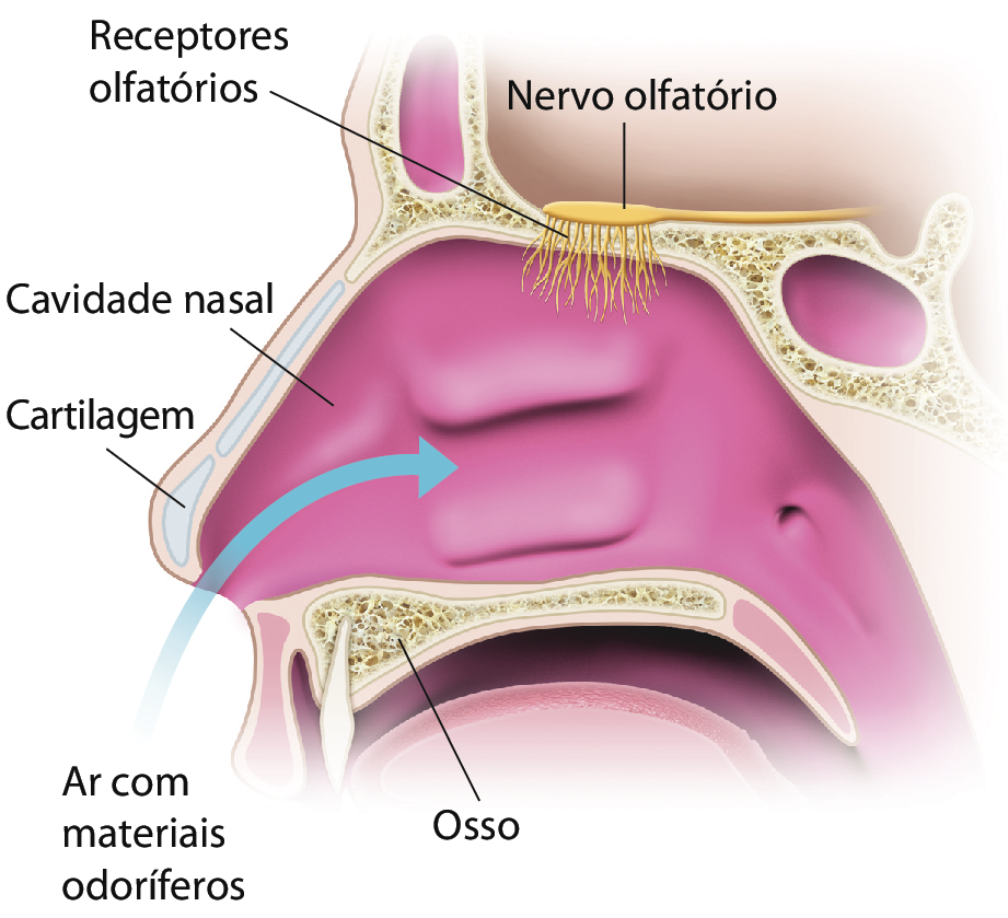 Ilustração de um rosto de perfil, em corte. Um seta indica a entrada de ar com materiais odoríferos na cavidade nasal, que é revestida externamente por cartilagem. Abaixo da cavidade nasal está o osso e acima estão estruturas finas e ramificadas, os receptores olfatórios, ligados a uma estrutura fina e comprida, o nervo olfatório.