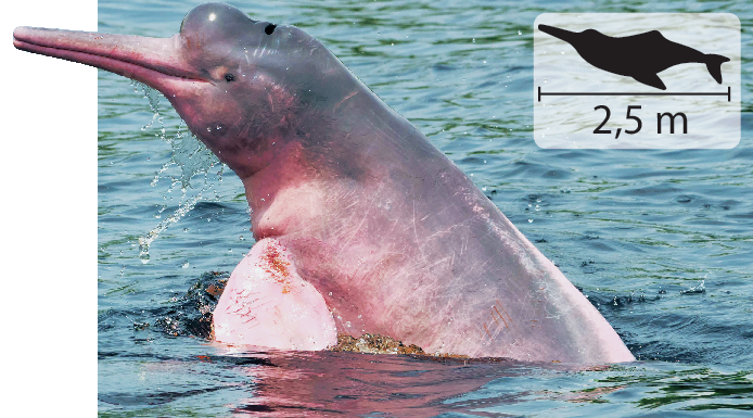 Fotografia de um boto-cor-de-rosa. Animal aquático, um tipo de golfinho que possui uma estrutura alongada para a frente, que se assemelha a um focinho e corpo rosado. Ele está em meio a água. Acima, pequena ilustração do animal, indicando 2,5 metros de comprimento.