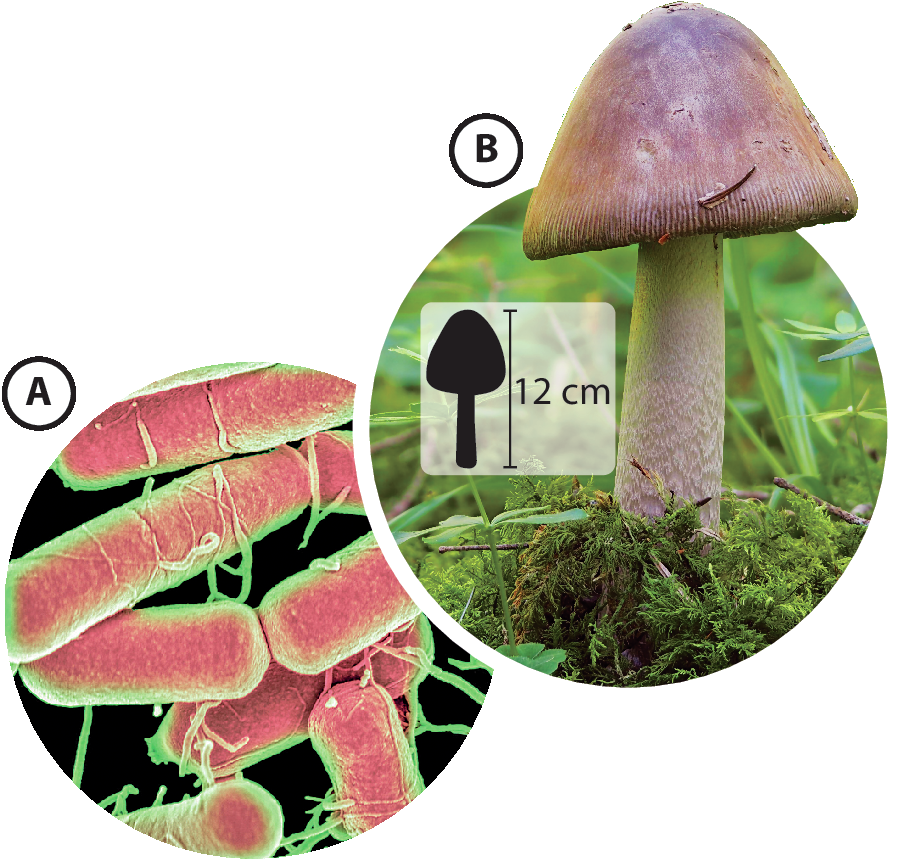 Fotografia A. Bactérias com corpo alongado e cilíndrico, coloridas de rosa, vistas ao microscópio. Fotografia B. Um cogumelo, fungo composto por uma base arredondada e vertical com uma estrutura na parte superior que se assemelha a um chapéu. Ao lado, pequena ilustração do cogumelo, indicando 12 centímetros.