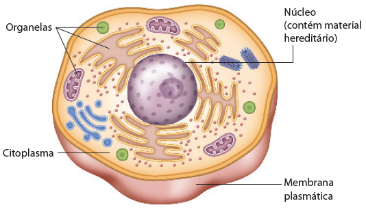 Ilustração. Interior de uma célula animal. Ao centro, o núcleo (contém material hereditário) é circular e ocupa grande parte do espaço da célula. Dentro dele há uma esfera  mediana e outras  bolinhas menores. Ao redor do núcleo, estruturas de formatos diversos: ovaladas, compridas, com vilosidades, cilíndricas e arredondadas, que são as organelas. O fundo, onde estão as organelas e núcleo, é chamado de citoplasma. Ao redor, na parte exterior, a membrana plasmática.