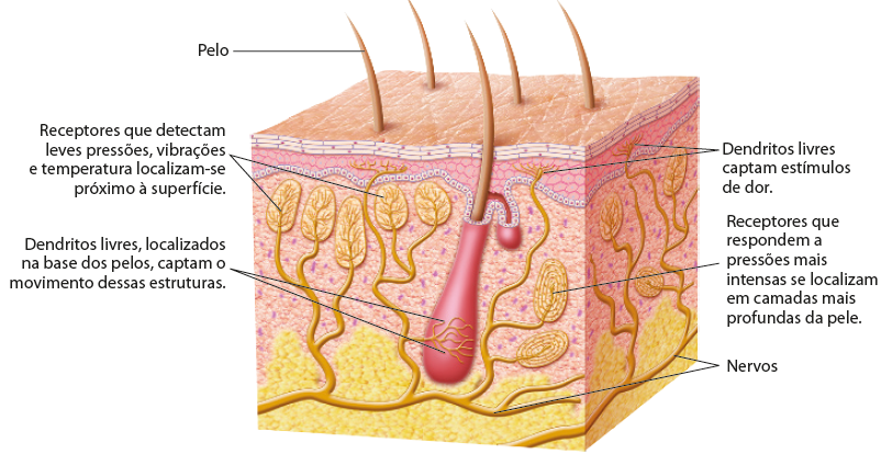 Ilustração. Representação da pele humana vista em corte. Na parte superior, na superfície da pele estão os pelos que saem de uma estrutura rosada, semelhante a um tubo, onde há ramificações que são os dendritos livres, localizados na base dos pelos, que captam o movimento dessas estruturas. Na camada interna da pele há ramificações com parte superior arredondada e com mais ramificações dentro, são os receptores que detectam leves pressões, vibrações e temperatura e que se localizam próximo à superfície. Ainda na camada interior, mais ramificações, que se estendem até a parte inferior, ligando-se aos nervos, são os dendritos livres que captam estímulos de dor. Mais abaixo, também ligados aos nervos, estruturas arredondadas com círculos dentro, são os receptores que respondem a pressões mais intensas e se localizam em camadas mais profundas na pele.