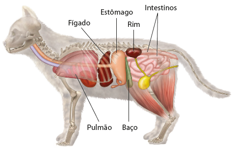 Ilustração do corpo de um gato, visto de lado e em corte, com destaque para alguns órgãos: pulmão – par de órgãos em forma piramidal, semelhantes a bexigas, que ficam localizados na parte anterior do corpo;  fígado – órgão que está localizado mais ou menos no centro do corpo do animal; estômago – que está próximo ao fígado e tem tamanho maior em relação a ele; baço – órgão pequeno e alongado, próximo ao estômago; rim – órgão pequeno que fica na parte posterior e superior do corpo; intestinos – que são compridos, cheios de curvaturas e vilosidades, localizados na parte posterior do corpo. Estão destacados também alguns ossos da coluna e alguns músculos das pernas traseiras.