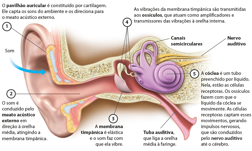 Ilustração que representa o interior da orelha. Uma seta indica o som entrando pelo pavilhão auricular. 1. O pavilhão auricular é constituído por cartilagem. Ele capta os sons do ambiente e os direciona para o meato acústico externo. 2. O som é conduzido pelo meato acústico externo em direção à orelha média, atingindo a membrana timpânica. A membrana timpânica é uma estrutura fina que está no interior da orelha. 3. A membrana timpânica é elástica e o som faz com que ela vibre. Junto à membrana timpânica estão os ossículos, pequenas partes arredondadas e com extremidades mais finas. 4. As vibrações da membrana timpânica são transmitidas aos ossículos, que atuam como ampli­ficadores e transmissores das vibrações à orelha interna. Os ossículos estão ligados aos canais semicirculares e à cóclea, que são tubos circulares. O nervo auditivo está ligado à cóclea e aos canais semicirculares, ele é cilíndrico e comprido. Abaixo da cóclea, há a tuba auditiva, um canal tubular, que liga a orelha média à faringe. 5. A cóclea é um tubo preenchido por líquido. Nela, estão as células receptoras. Os ossículos fazem com que o líquido da cóclea se movimente. As células receptoras captam esses movimentos, gerando impulsos nervosos, que são conduzidos pelo nervo auditivo até o cérebro.