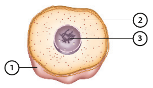 Ilustração. Célula vista em corte. Há números indicando algumas estruturas: 1. Parte externa. 2. Material localizado no interior da célula. 3. Estrutura circular na região central da célula, possui outras estruturas em seu interior.