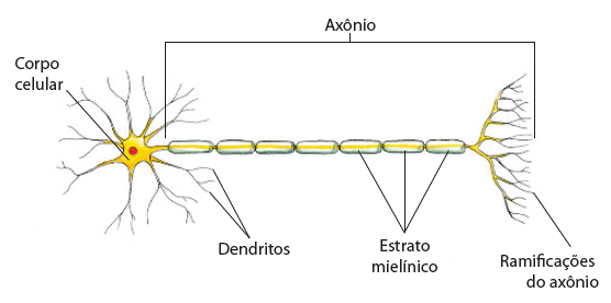 Ilustração. Estrutura de um neurônio. A parte esquerda, é composta pelo corpo celular, uma estrutura arredondada, com uma outra estrutura circular menor em seu interior, rodeada por hastes finas e ramificadas, os dendritos. Ligada a essa estrutura há o axônio, composto por pequenas estruturas cilíndricas (compridas e arredondadas) unidas umas às outras em uma fileira, o estrato mielínico e na extremidade deles, há hastes finas e ramificadas, as ramificações do axônio.