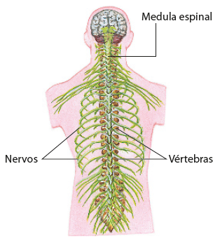 Ilustração de parte do corpo humano, representando a cabeça e o tronco. No interior pode ser vista a medula espinal, que se estende da região do pescoço até a coluna. Na coluna estão indicadas as vértebras, ossos que compõem a coluna, representadas em marrom, e os nervos, estruturas finas e curvas, coloridas em amarelo.