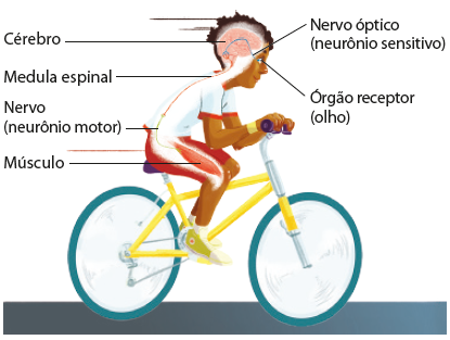 Ilustração de uma criança negra em cima de uma bicicleta. Vista lateral, em corte. Há indicações para o nervo óptico (neurônio sensitivo), uma ramificação que liga o órgão receptor (olho) ao cérebro (representado na cor rosa). Estão indicados também a medula espinal, representada em vermelho, que se estende desde a cabeça até a coluna e se liga a um nervo (neurônio motor), representado em verde, que por sua vez se liga ao músculo da perna, representado por uma estrutura em vermelho.