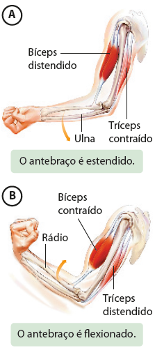 Ilustração A. Representação de um braço estendido, mostrando o trabalho de músculos e ossos em seu interior. Na parte superior está indicado que o músculo bíceps está distendido, parecendo esticado, enquanto o tríceps, músculo localizado na região oposta, está contraído, parecendo aumentado. Entre eles está o osso úmero. Há um destaque para o osso do antebraço ulna. Há uma seta para baixo indicando o movimento de estender o braço. Ilustração B.  Representação de um braço flexionado, mostrando o trabalho de músculos e ossos em seu interior. Na parte superior está indicado que o músculo bíceps está contraído, com aparência de inchado, aumentado, enquanto o tríceps, músculo localizado na região oposta, está distendido (parecendo esticado, relaxado). Entre eles está o osso úmero. Há um destaque para o osso do antebraço rádio. Há uma seta para cima indicando o movimento de flexionar o braço.