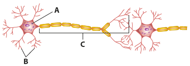 Ilustração. Uma representação que é composta por uma estrutura arredondada (A), envolta por fios finos e ramificados (B). Dessa estrutura sai uma fileira (C)composta por pequenos cilindros em cuja extremidade há vários fios finos e ramificados que quase encostam em outra estrutura semelhante a A e B.