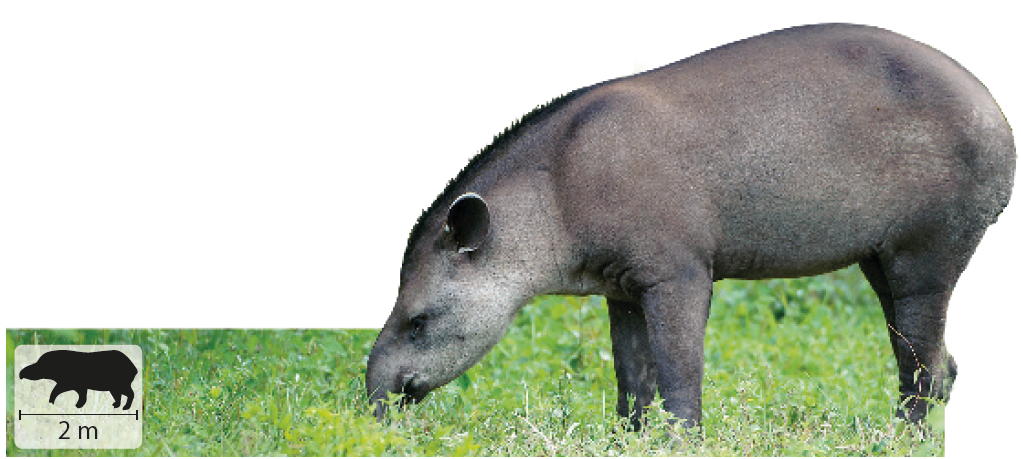 Fotografia de uma anta. Animal quadrúpede, com pelos curtos e escuros e longo focinho. Ela está em uma área com grama, se alimentando. Ao lado, pequena ilustração do animal, indicando 2 metros de comprimento.