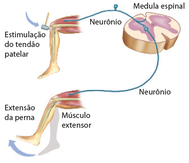 Esquema. Ilustração de uma perna flexionada, com ossos e músculos representados em seu interior. Há um pequeno martelo próximo ao joelho, com uma seta em direção a ele e a informação: Estimulação do tendão patelar. Do músculo da perna sai um fio, o neurônio, que se liga a outra ilustração, de uma estrutura circular, com outra estrutura em destaque no centro, a medula espinal. O fio (neurônio) sai pela outra extremidade da medula e se liga ao músculo de outra perna que está representada com uma silhueta abaixo, representando o movimento de extensão da perna para a frente.