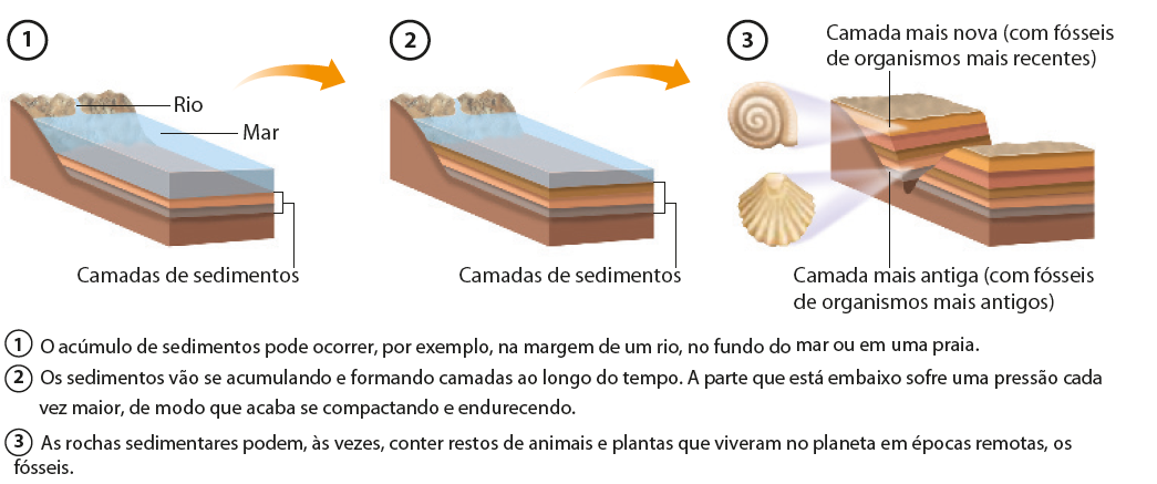 Esquema que apresenta um trecho de rochas, rio e mar. 1. Na camada superior há o rio e o mar e, na parte inferior, duas camadas que são chamadas “camadas de sedimentos”. Seta para 2. A camada de água fica mais fina, enquando outras camadas de sedimentos vão se depositando, ficando mais grossa. Seta para 3, em que não há mais água e outras camadas de sedimentos foram depositadas. A parte superior é a camada mais nova (com fósseis de organismos mais recentes); ao lado, destaque para uma concha arredondada. A última camada é a camada mais antiga (com fósseis de organismos mais antigos); ao lado, destaque para uma concha achatada.