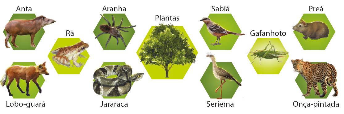 Ilustrações. Anta: animal marrom quadrúpede, com pelos curtos e longo focinho. Lobo-guará: animal amarronzado com orelhas para cima, quatro pernas, longa cauda e focinho longo. Rã: anfíbio com pele amarronzada e com manchas mais escuras. Aranha: animal escuro com corpo arredondado, pequeno e oito pernas articuladas. Jararaca: serpente com corpo longo e enrolado, escuro com manchas. Plantas: árvore com copa avolumada. Sabiá: pássaro pequeno com penas amarronzadas e pequenos pontos mais claros. Seriema: ave com longas pernas, longo pescoço, penas claras com extremidade mais escura. Gafanhoto: inseto verde com pernas compridas e articuladas e asas. Preá: animal roedor, com pelos amarronzados, orelhas e olhos pequenos. Onça-pintada: animal felino grande, quadrúpede, corpo amarelado com manchas pretas arredondadas. Possui orelhas pequenas e cauda longa.