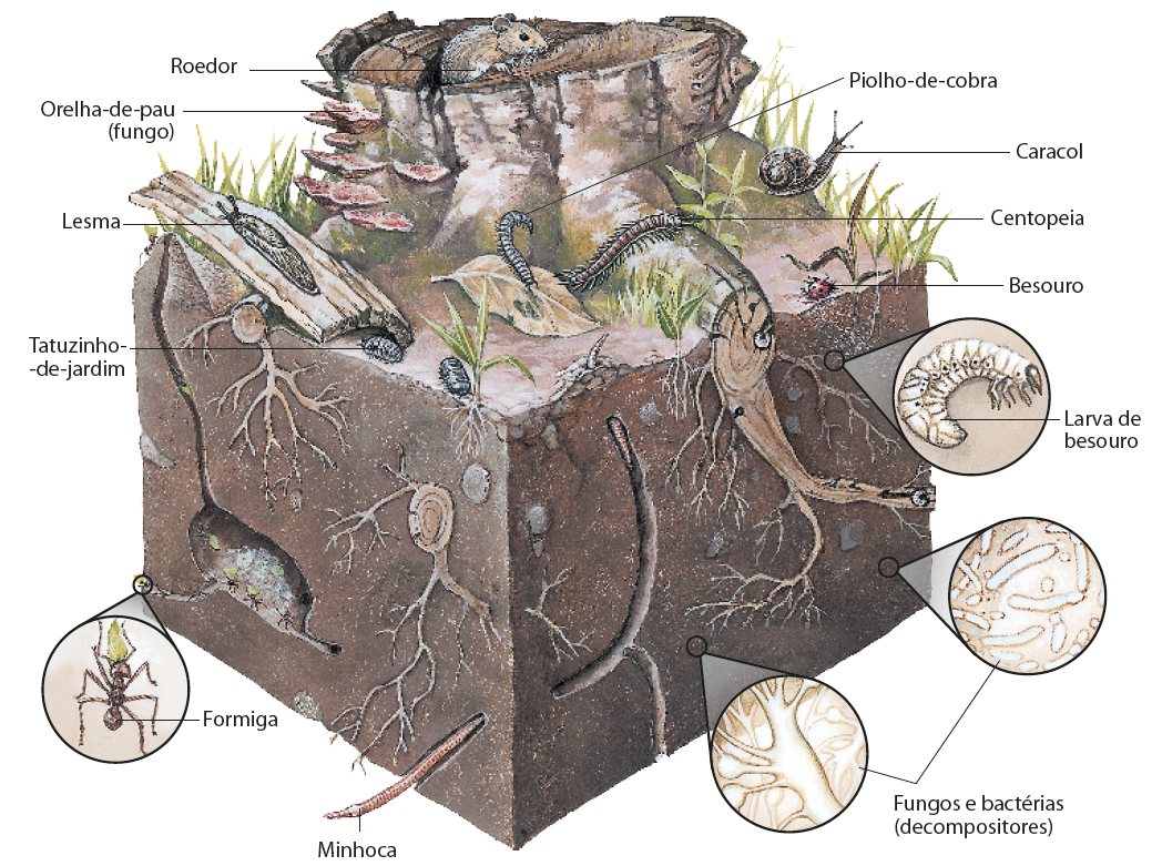 Esquema. Uma porção de solo com raízes, vegetação, animais, fungos e um tronco de árvore. Acima do tronco de árvore, há um pequeno roedor de pelos amarronzados; abaixo, a orelha-de-pau (fungo) que fica acoplado ao tronco. Acima de um pedaço de casco de tronco há uma lesma, animal de corpo mole e tentáculos na cabeça; embaixo, um tatuzinho-de-jardim, pequeno animal de corpo segmentado. Sobre uma folha de árvore, há um piolho-de-cobra, animal com corpo alongado e segmentado e um par de pernas por segmento; ao lado, uma centopeia, animal com corpo alongado e muitas pernas. À direita, um caracol, animal de corpo mole, com concha na região dorsal e tentáculos na cabeça; mais abaixo, um besouro, inseto com par de antenas e três pares de pernas. Na parte inferior, no solo, formigas amarronzada, com seis pernas articuladas e minhocas, animal fino e comprido, sem pernas e corpo segmentado. Além de fungos e bactérias (decompositores) microscópios e larva de besouro, um animal pequeno, com corpo desproporcional e curvado em formato de C, com as pernas concentradas na parte dianteira do corpo.