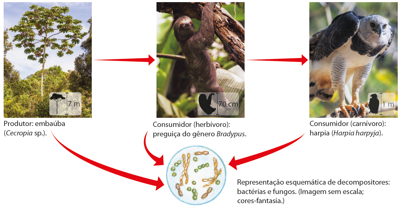 Esquema composto por fotografias e ilustração. Fotografia de alta árvore com galhos laterais em meio a muita vegetação. Abaixo, pequena ilustração da árvore, indicando 7 metros de altura. Ao lado, seta para a fotografia de uma preguiça, animal com pernas médias, pelagem longa e escura e cabeça pequena,  que está se segurando em uma árvore. Abaixo, ilustração pequena do animal, indicando 70 centímetros de comprimento. Ao lado, seta para fotografia de uma ave pousada em um galho. Ela possui bico pontudo e curvado, penas brancas e pretas e garras afiadas. Abaixo, pequena ilustração da ave, indicando 1 metro de comprimento. De todas as fotografias saem setas em direção a uma ilustração que representa bactérias e fungos, com corpos arredondados e alongados.