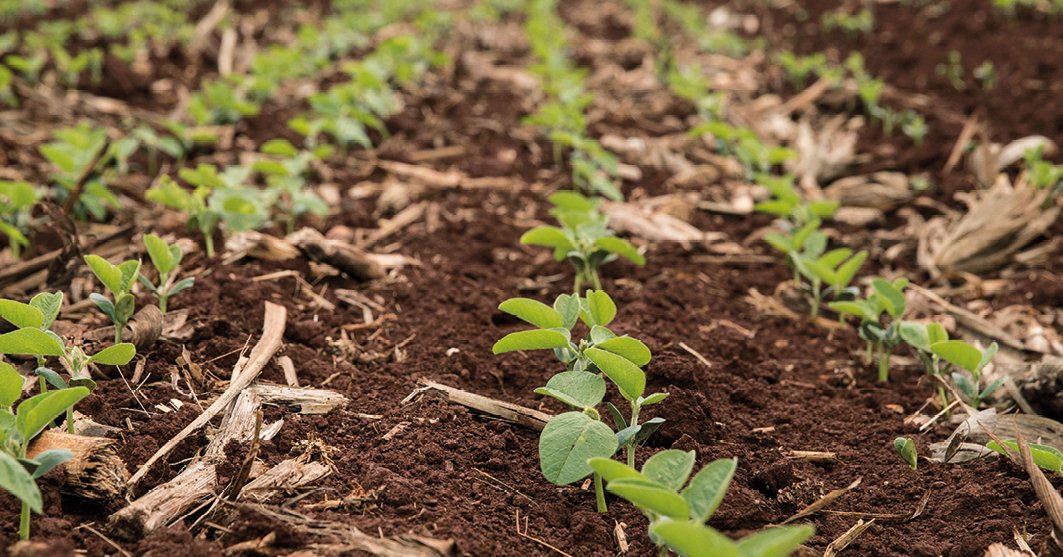 Fotografia. Destaque para um trecho  com solo e pequenas plantas.