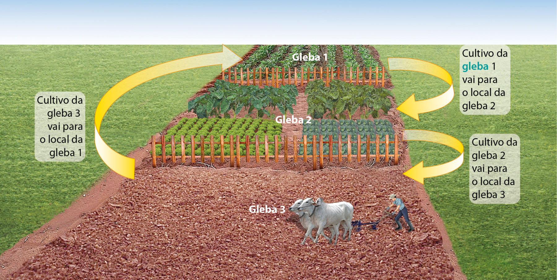 Ilustração. Um campo com solo e plantações. Ao fundo, uma plantação de uma única espécie de vegetal, em fileiras, canteiros, a Gleba 1. Mais à frente, após uma cerca, há outras plantações, com diferentes espécies de vegetais, a Gleba 2. À frente, na Gleba 3, há dois bovinos e um homem conduzindo um instrumento preso aos animais. O solo está exposto, não tem cobertura vegetal. Uma seta parte da gleba 3 em direção à gleba 1, com a informação: Cultivo da gleba 3 vai para o local da gleba 1. Uma seta parte da gleba 1 para a gleba 2 com a informação: Cultivo da gleba 1 vai para o local da gleba 2. Uma seta parte da gleba 2 em direção à gleba 3 com a informação: Cultivo da gleba 2 vai para o local da gleba 3.