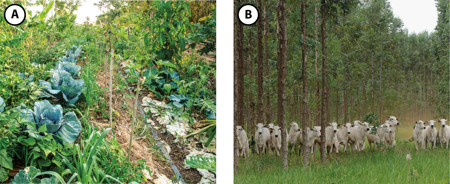 Fotografia A. Um lugar de mata, com bastante vegetação e junto uma plantação de repolho e mandioca. Fotografia B. Um campo gramado com muitos animais bovinos de cor branca. Ao redor, muitas árvores altas.