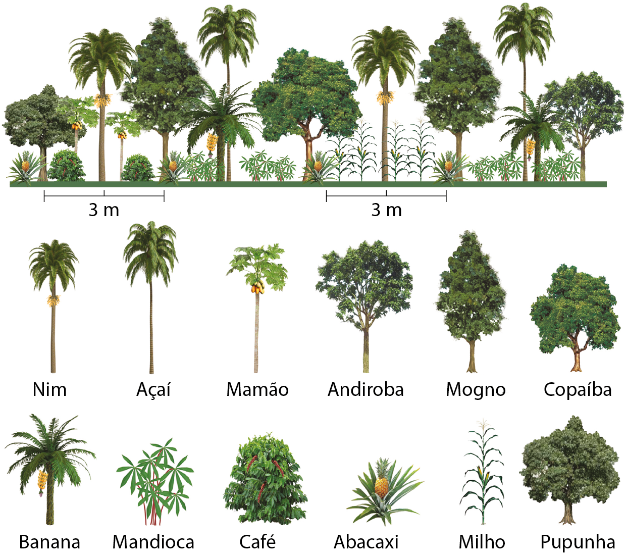 Ilustração. Na parte superior, várias espécies de plantas juntas, altas, baixas, mais volumosas, menos volumosas, caules grossos e finos. Embaixo, na horizontal, há a indicação de 3 metros entre algumas plantas da mesma espécie. Na parte inferior as plantas estão representadas separadas: Árvore com caule alto e copa no topo, com folhas verdes e caídas para as laterais - fruto nim. Árvore com tronco fino e alto e folhas caídas para as laterais - fruto açaí. Árvore com tronco fino, folhas verde-claro que formam uma copa parecida com guarda chuva e frutos amarelados - fruto mamão. Árvore com tronco escurecido e copa volumosa - andiroba. Árvore com muitas folhas que se estendem para cima em formato de losango - mogno. Árvore mais baixa com tronco curto e copa volumosa - copaíba. Árvore com tronco escuro e frutos amarelos pendurados. A copa tem folhas espetadas,, como de coqueiro - banana. Planta baixa com galhos finos e folhas compridas - fruto mandioca. Árvore com muitas folhas que encobrem o tronco - fruto café. Planta baixa com folhas finas e com fruto amarelado no centro - fruto abacaxi. Árvore alta com poucas folhas caídas para as laterais, de forma alternada - fruto milho. Árvore de tronco pequeno e escuro e copa volumosa com folhas verde-escuro - pupunha.