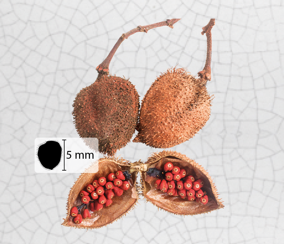 Fotografia de um fruto arredondado e marrom, com pequenas estruturas espinhosas na casca. Na parte interna do fruto há muitas sementes vermelhas, pequenas bolinhas. Ao lado, ilustração do fruto, indicando 5 milímetros de comprimento.