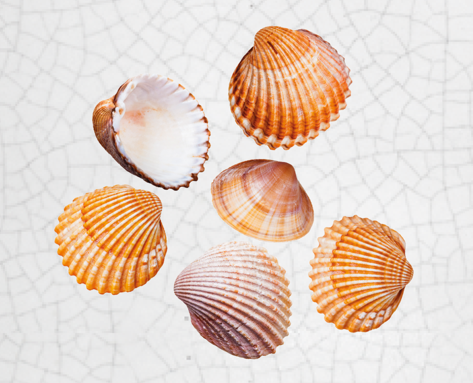 Fotografia de pequenas conchas semicirculares, em tonalidades de bege e branco.