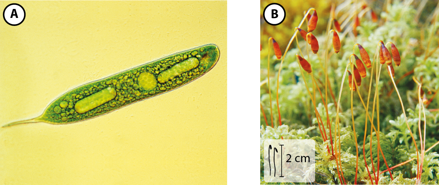 Fotografia A. Um ser vivo ovalado e esverdeado. No interior de seu corpo há estruturas cilíndricas e circulares. Fotografia B. Estruturas de musgos compostas por haste fina e comprida, com parte superior ovalada e caída. Ao fundo, algumas plantas. No canto inferior esquerdo, ilustração do musgo com indicação de 2 centímetros de altura.