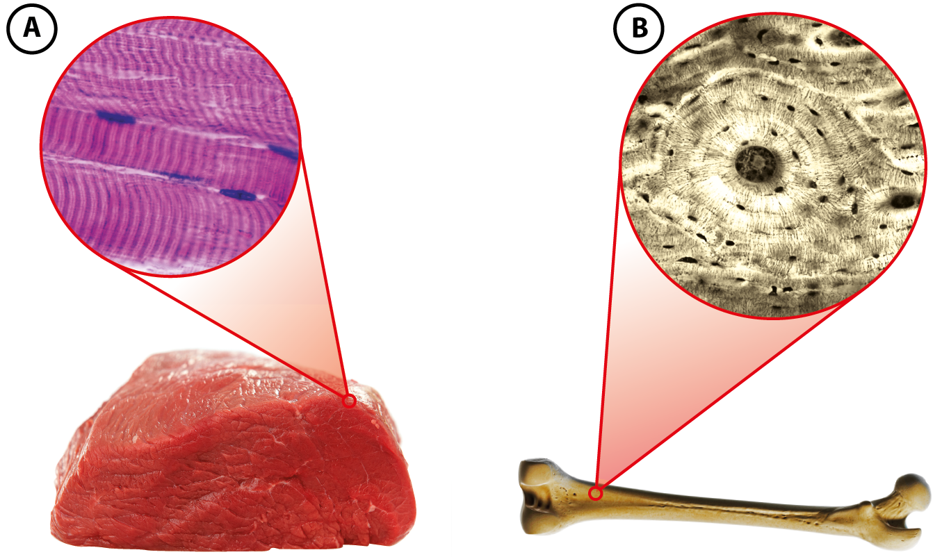 Fotografia A. Um pedaço de carne vermelha, de onde sai um destaque em zoom para a imagem de microscópio do tecido muscular de boi. O tecido é composto de células finas e alongadas. Fotografia B. Um osso comprido com as extremidades arredondadas. Do osso, sai um destaque em zoom para a imagem de microscópio do tecido ósseo, que é composto por células arredondadas com núcleo bem definido em seu interior.