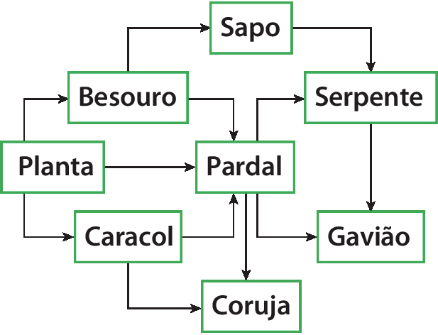 Teia alimentar. Planta serve de alimento para besouro, pardal e caracol. Besouro serve de alimento para sapo e pardal. Sapo serve de alimento para serpente. Serpente serve de alimento para gavião. Pardal serve de alimento para serpente, gavião e coruja. Caracol serve de alimento para pardal e coruja.