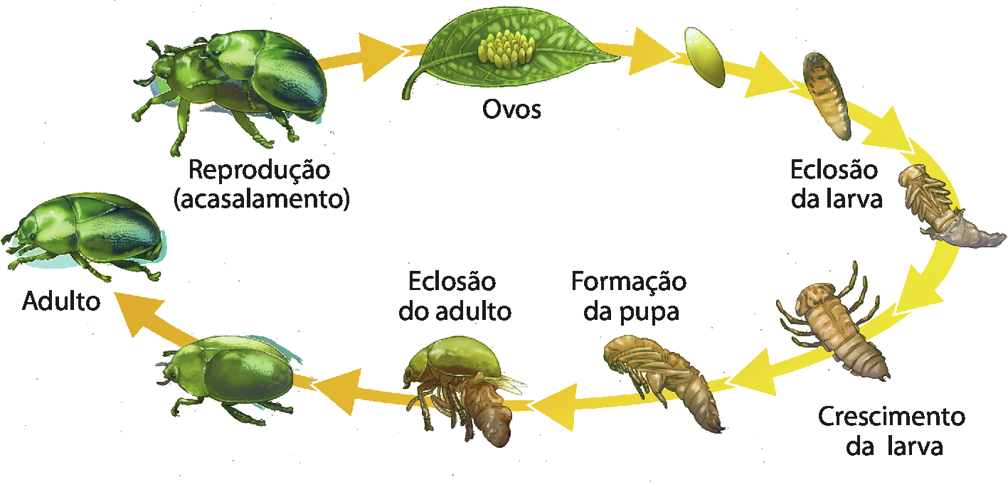 Ilustrações sequenciais de diferentes estágios de vida de um besouro. No início, dois besouros verdes unidos um em cima do outro, indicando “reprodução (acasalamento)”. Seta para uma folha com pequenos ovos verdes no centro. Seta para um pequeno ovo verde. Seta para uma larva marrom no interior de um ovo. Seta para ilustração de uma larva marrom saindo do ovo e a indicação “Eclosão da larva”. Seta para larva marrom com pequenas pernas com a indicação “crescimento da larva”. Seta para larva marrom maior com as pernas retraídas e a indicação “formação da pupa”. Seta para besouro verde saindo de uma casca marrom com a indicação “eclosão do adulto”. Seta para um besouro verde. Por fim, seta para um besouro verde maior, indicado como adulto.