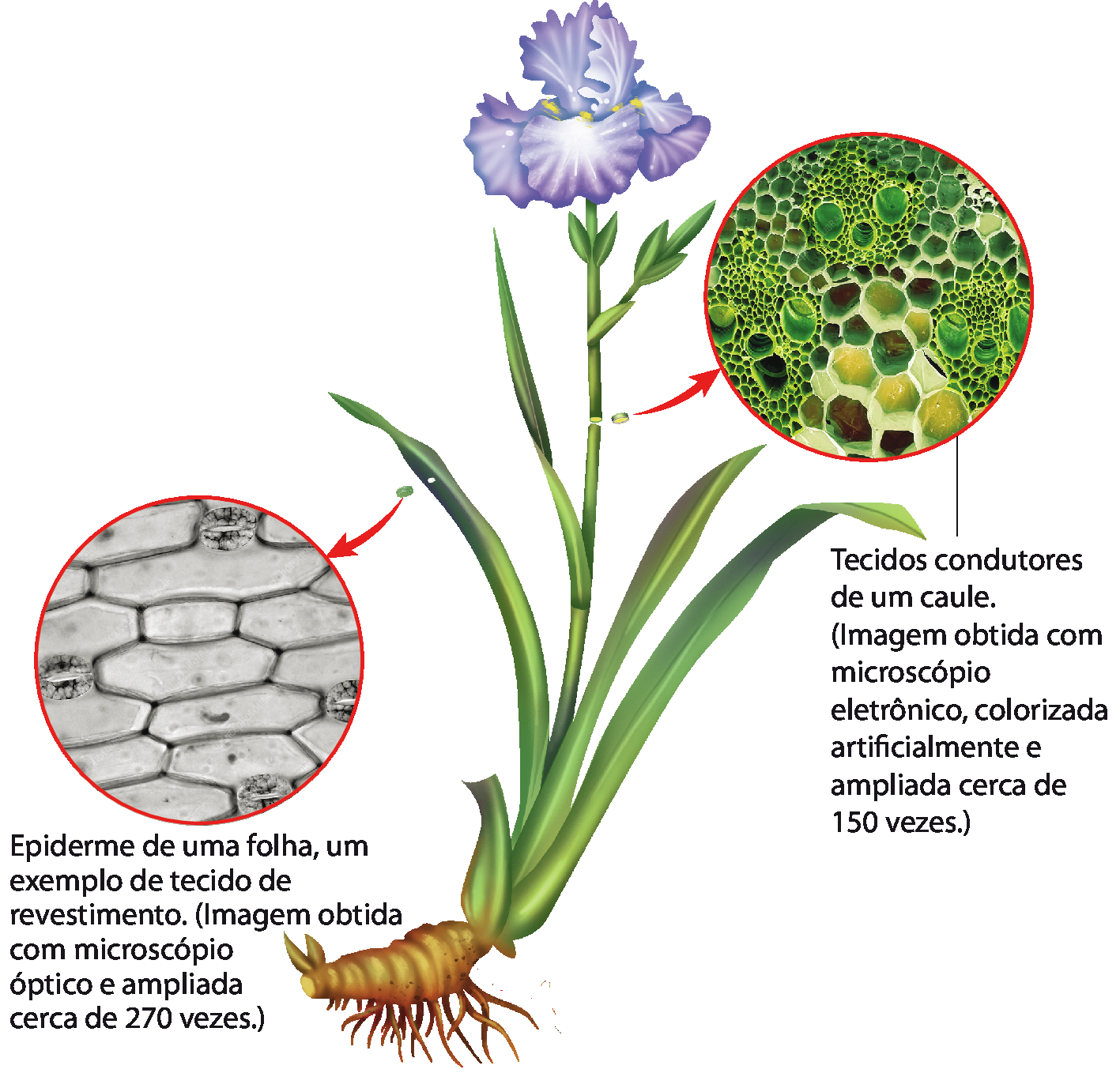 Ilustração. Planta com caule verde com raiz grossa e flores azuis com longas folhas verdes. Em destaque ampliado, está a epiderme de uma folha, composta por células cinzas aproximadamente losangulares justapostas: Epiderme de uma folha, um exemplo de tecido de revestimento. Em destaque de ampliação do caule, círculos verdes de diferentes tamanhos similares a orifícios: Tecidos condutores de um caule.