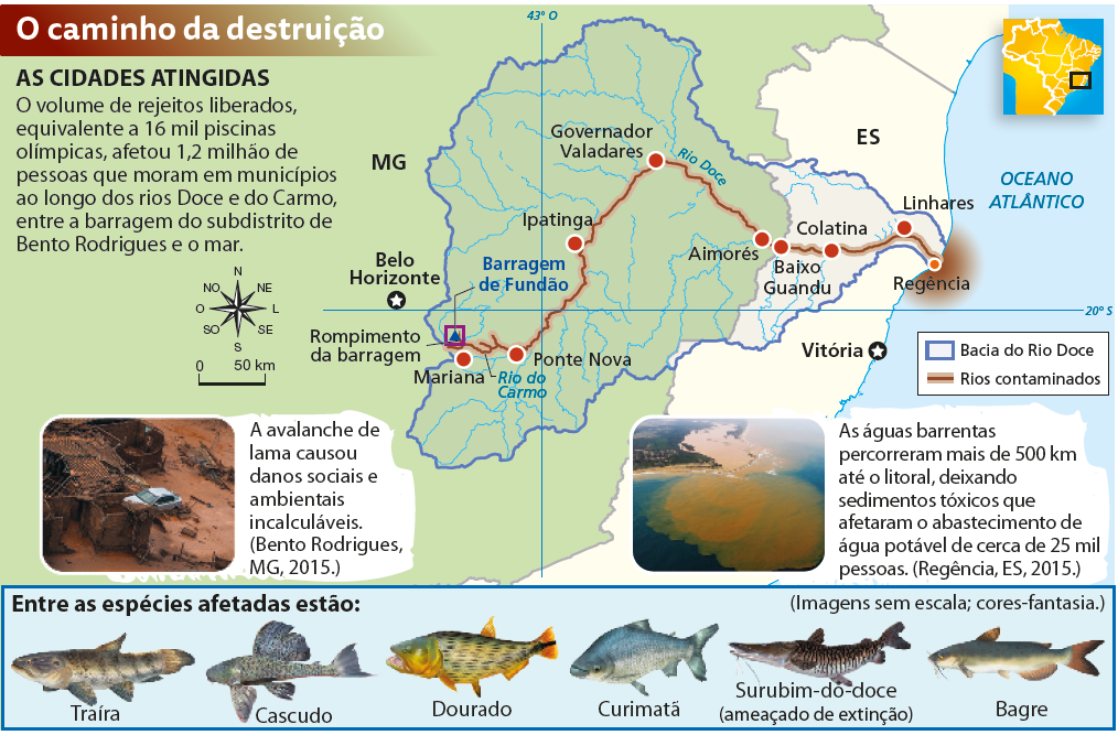 Infográfico composto por mapas, fotos e ilustrações. Mapa da região leste de Minas Gerais e do Espírito Santo mostrando a bacia hidrográfica do Rio Doce. Na legenda, linha vermelha indica rios contaminados. Na cidade de Mariana, em Minas Gerais, há um triângulo azul indicando Barragem de Fundão, a partir de onde inicia-se uma linha vermelha com a indicação Rio do Carmo. Essa linha passa pelas seguintes cidades de Minas Gerais: Ponte Nova, Ipatinga, Governador Valadares (a partir de onde é indicada como Rio Doce) e Aimorés, e pelas seguintes cidades do Espírito Santo: Baixo Guandu, Colatina, Linhares e Regência, onde desemboca no Oceano Atlântico formando uma mancha vermelha. Na lateral esquerda, rosa dos ventos e escala de 0 a 50 quilômetros. Texto de apoio: As cidades atingidas. O volume de rejeitos liberados, equivalente a 16 mil piscinas olímpicas, afetou 1,2 milhão de pessoas que moram em municípios ao longo dos rios Doce e do Carmo, entre a barragem do subdistrito de Bento Rodrigues e o mar. Abaixo, à esquerda, fotografia de construções destruídas, cobertas de lama com um carro ao centro. Texto: A avalanche de lama causou danos sociais e ambientais incalculáveis. (Bento Rodrigues, MG, 2015.) Abaixo, à direita, fotografia com vista aérea de região litorânea com uma grande mancha marrom na água do mar em frente à foz de um rio com água marrom. Texto: As águas barrentas percorreram mais de 500 km até o litoral, deixando sedimentos tóxicos que afetaram o abastecimento de água potável de cerca de 25 mil pessoas. (Regência, ES, 2015.) Abaixo das fotografias, ilustrações de algumas espécies de peixe afetadas: traíra, cascudo, dourado, curimatã, surubim-do-doce (ameaçado de extinção) e bagre.