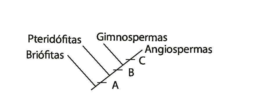 Esquema. Árvore filogenética com 4 ramos. O ramo mais basal é briófitas. Entre esse ramo e os demais, indicação A. O próximo ramo é Pteridófitas. Entre esse ramo e os dois próximos, indicação B. Os dois últimos ramos são Gimnospermas e Angiospermas. No ramo Angiospermas, há a indicação C.