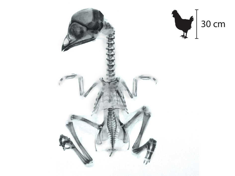 Fotografia. Radiografia mostra esqueleto de uma galinha, com vértebras, crânio e diversos outros ossos. No canto superior direito, pequena ilustração do animal indicando 30 centímetros de altura.