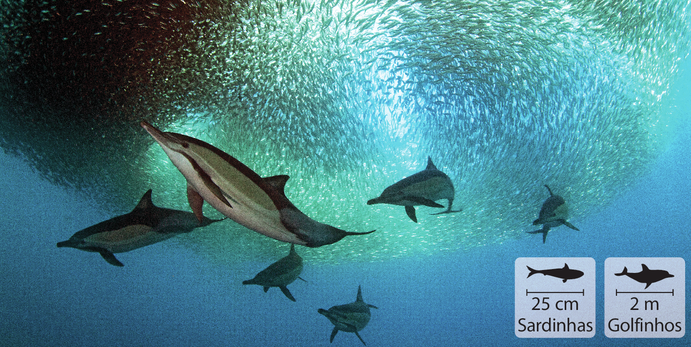 Fotografia. Fundo do oceano com seis golfinhos cinzas nadando ao redor de um cardume de sardinhas unidas. No canto inferior direito, pequenas ilustrações dos animais, indicando 2 metros de comprimento para os golfinhos e 25 centímetros de comprimento para as sardinhas.