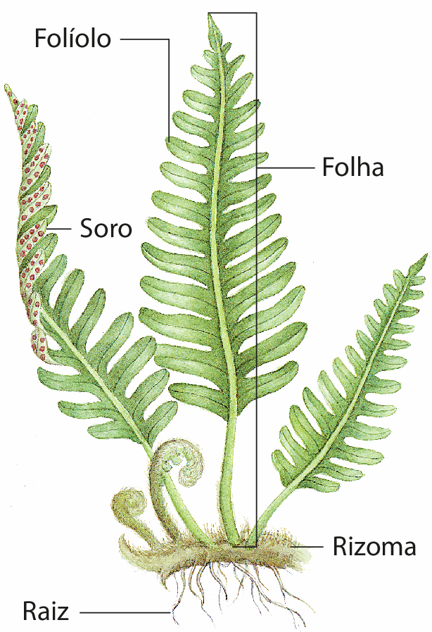 Ilustração. Planta com folhas compridas ramificadas em folhas menores, indicadas como folíolos, nos dois lados de um eixo central. Por baixo dos folíolos há pontinhos alaranjados indicados como soros. As folhas estão ligadas na base por uma estrutura horizontal indicada como rizoma, abaixo da qual estão filamentos marrons indicados como raízes.