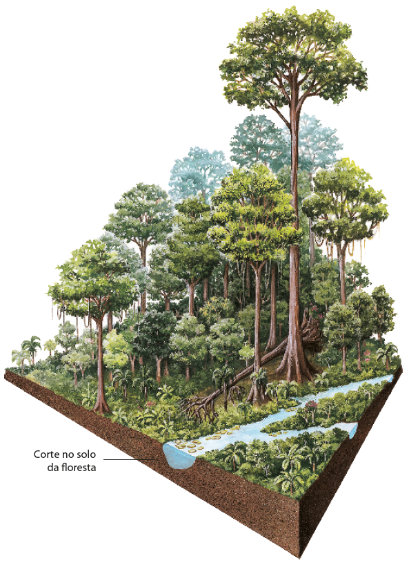 Ilustração. Mata com diferentes tipos de árvores, de diversas alturas, e um rio na lateral. O solo é mostrado em corte.