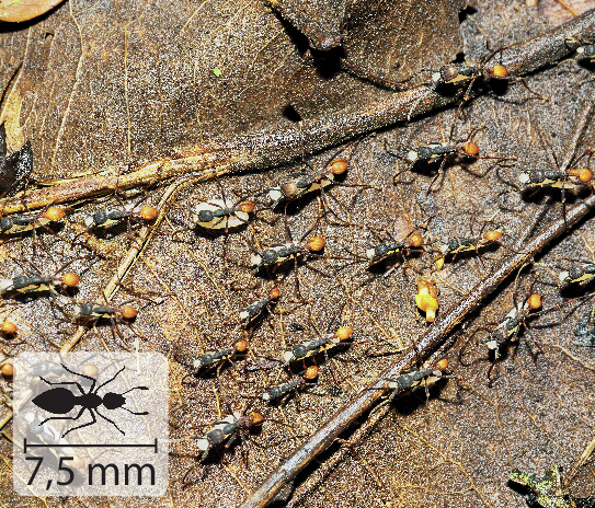 Fotografia. Formigas enfileiras caminhando sobre folhas secas. Possuem a parte posterior amarelada. No canto inferior esquerdo, pequena ilustração do animal indica 7,5 milímetros de comprimento.