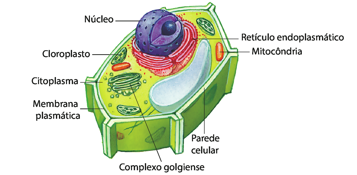 Ilustração. Célula com estrutura hexagonal envolta por camada espessa verde indicada como parede celular. Internamente, há uma camada fina verde mais escura, a membrana plasmática. O espaço interno à essa membrana é ocupado por um preenchimento verde claro de aspecto líquido, o citoplasma, com algumas estruturas dispersas descritas a seguir. Uma esfera grande de cor roxa, indicada como núcleo; camadas de bolsas achatadas vermelhas e interligadas contornando o núcleo, indicadas como retículo endoplasmático; duas estruturas laranjas com formato de cápsula, as mitocôndrias; três estruturas verde escuras com formato de cápsula, cloroplastos; e uma estrutura verde formada por ductos achatados e conectados, o complexo golgiense.